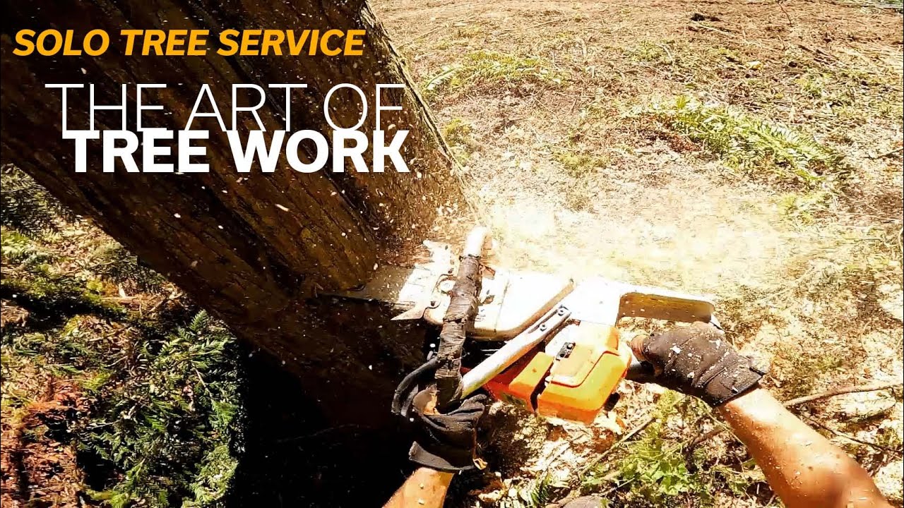 Solo Tree Service - The Art of Tree Work