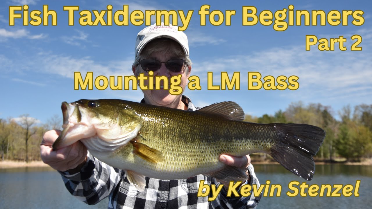 Fish Taxidermy for beginners Part 2 Mounting a LM Bass Skin Mount