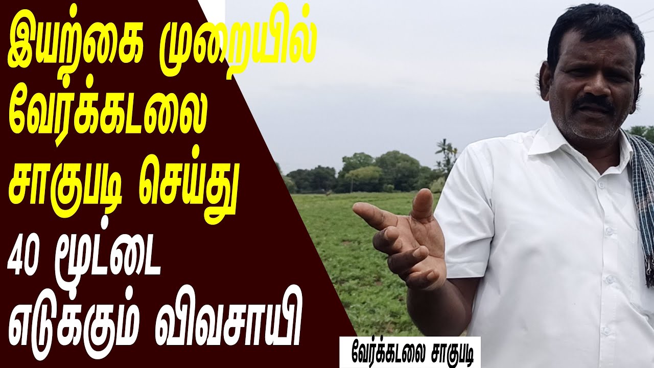 இயற்கை முறையில் வேர்க்கடலை சாகுபடி  செய்தால் அதிக லாபம் கண்டிப்பாக கிடைக்கும்
