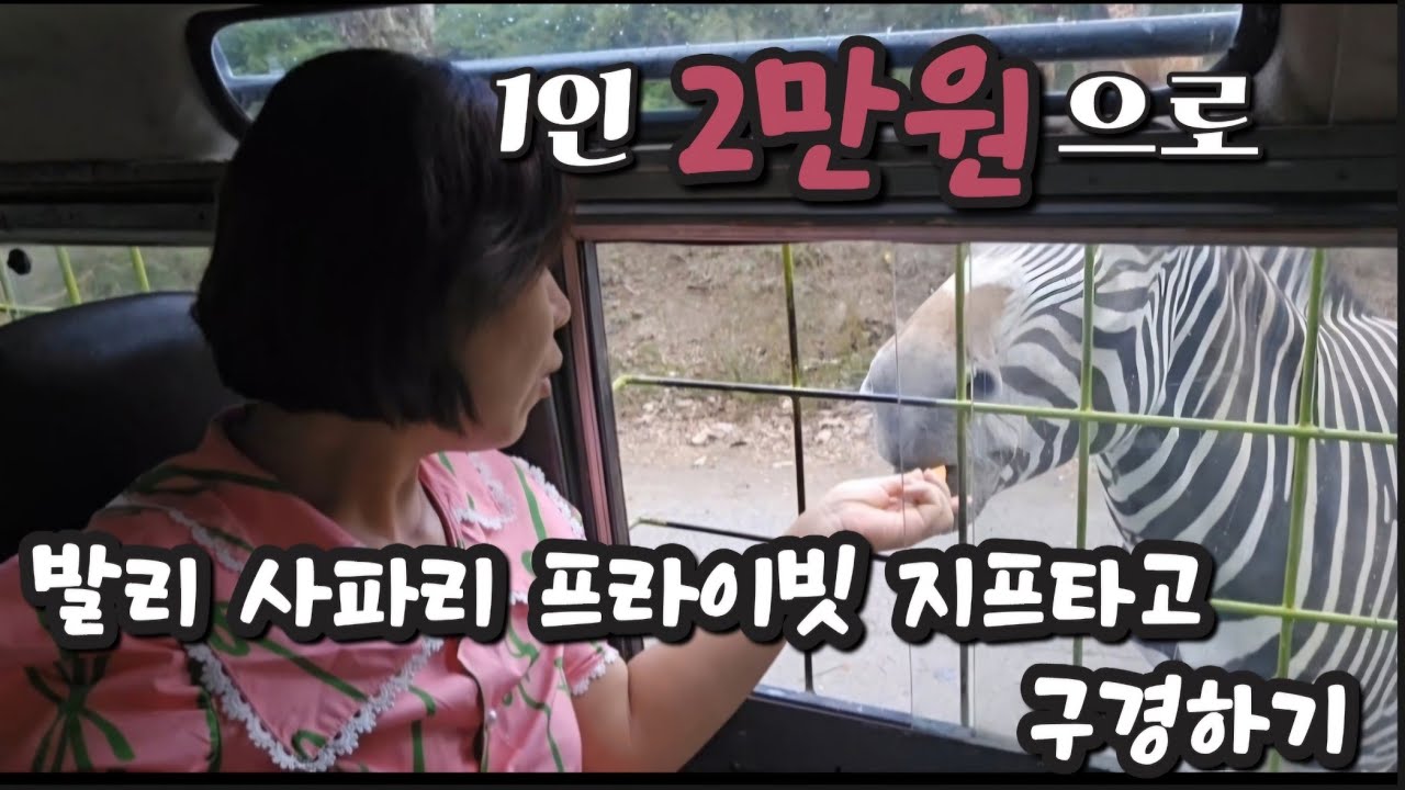 발리 사파리 더 싸고 재밌게 즐기는 방법은? 발리사파리의 모는것!!