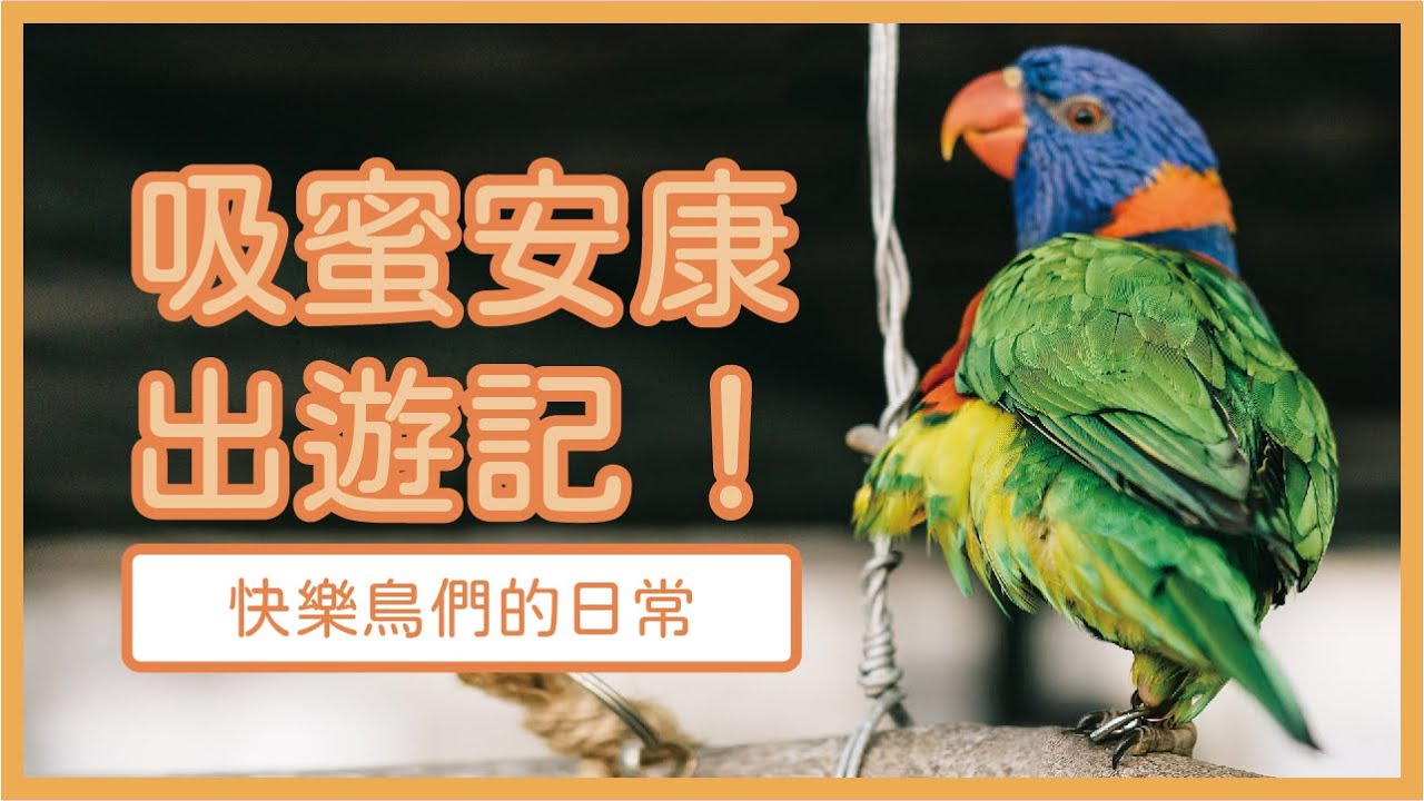 【快樂鳥日子】吸蜜鸚鵡安安康康出遊記/快樂鳥們的日常#8 Lorikeet's daily