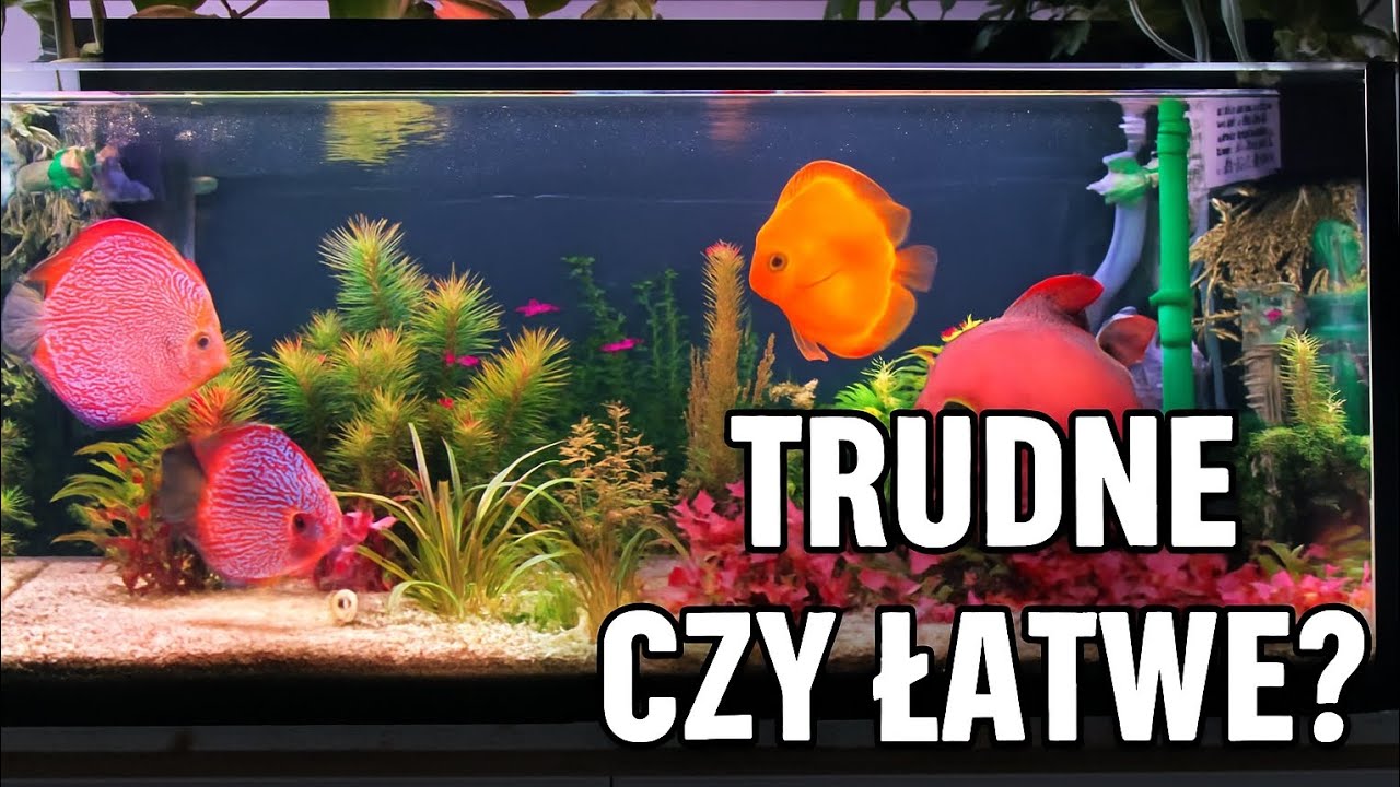 Oceń sam trudne czy łatwe?