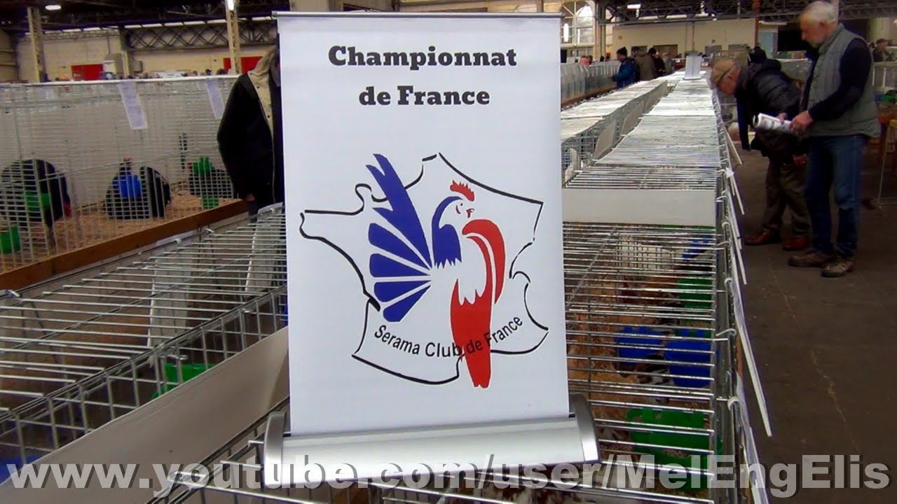 Coqs et Poules Serama - Championnat de France - Évreux 2026