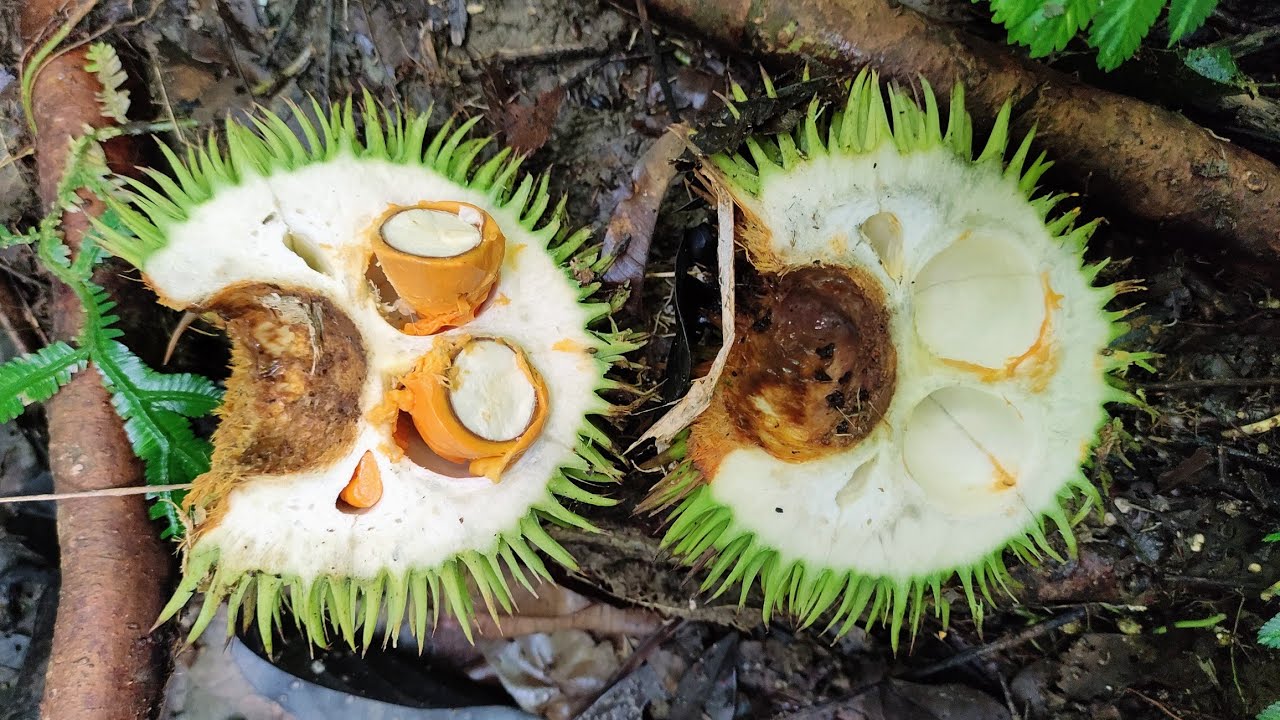 Foraging for Orange Durio graveolens in the Heart of Borneo