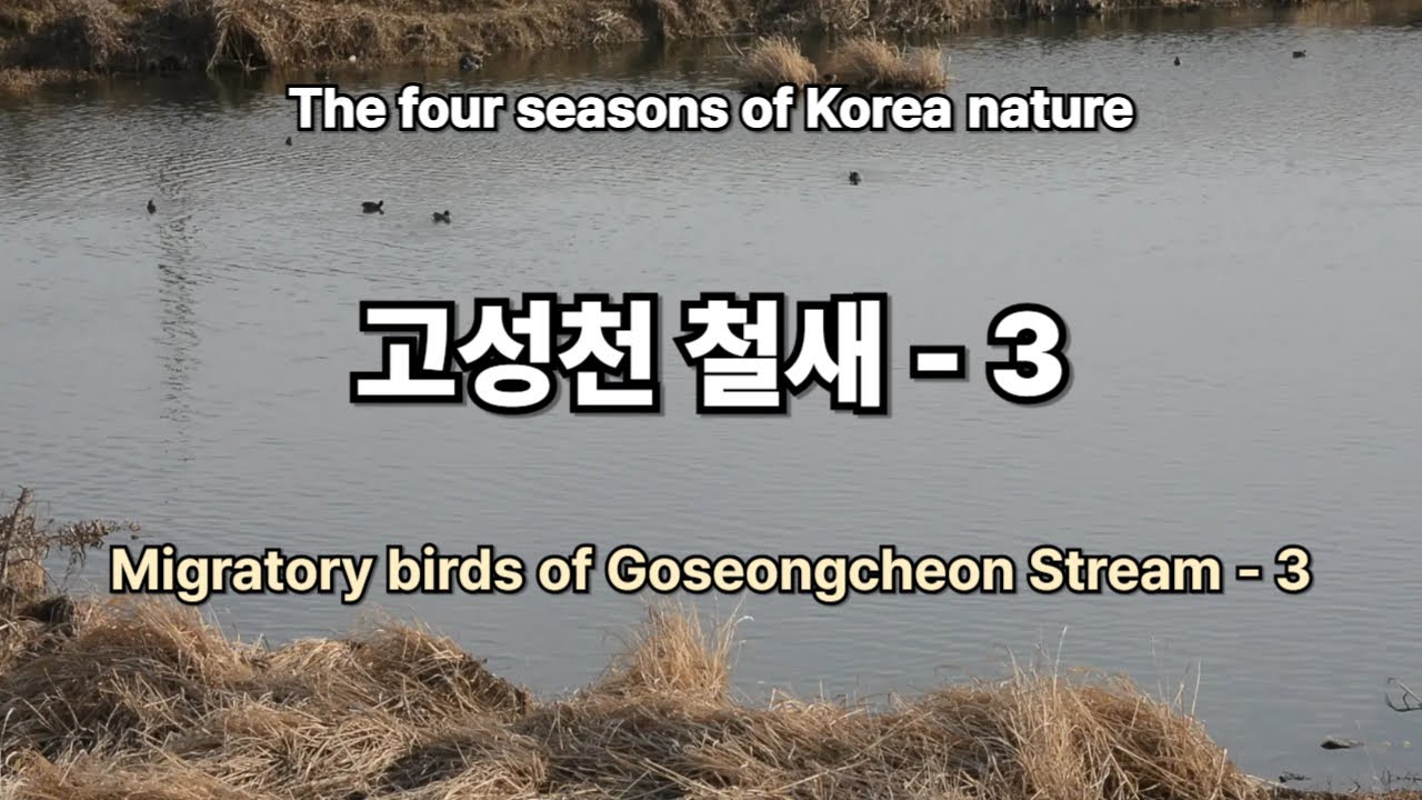 Migratory birds of Goseongcheon Stream / 고성천 겨울철새-3- 물멍영상