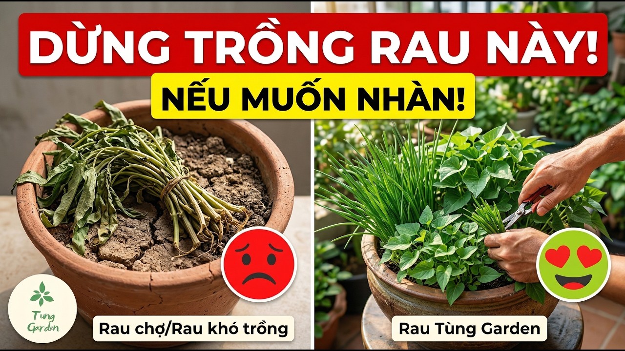 Top 10 Loại Rau 