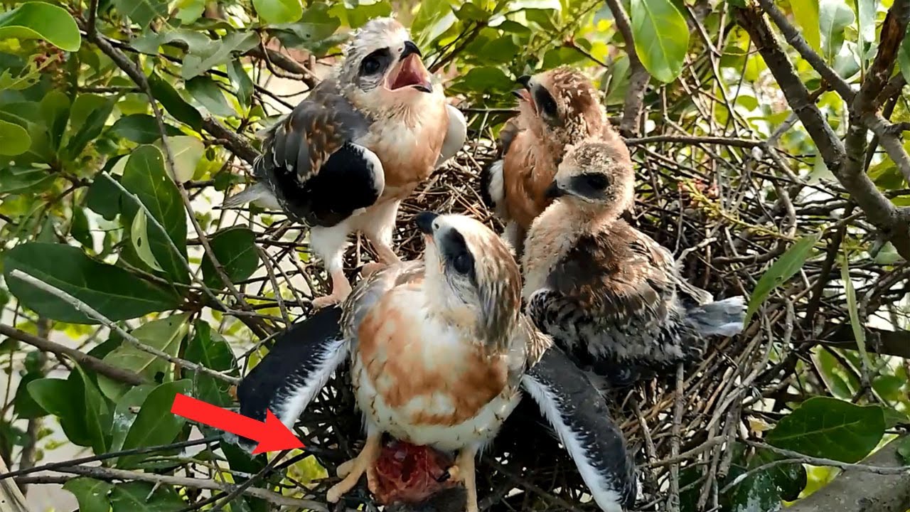Amazing Chicks Protect Their Food From Their Dad