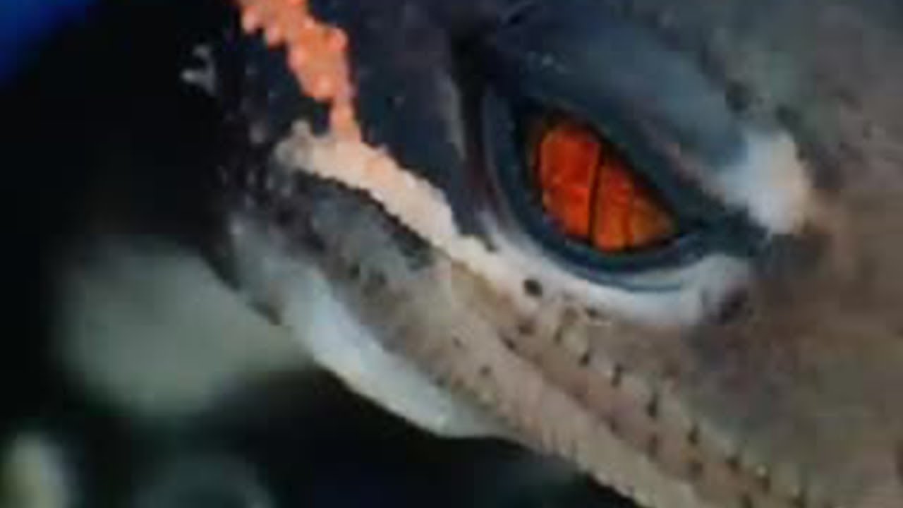 Brief History of the Gecko | Space Age Reptiles | BBC Studios