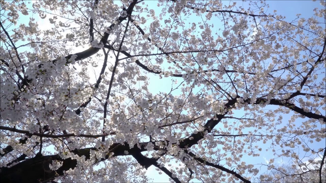 Colin petierre - Left behind 中英字幕 (CC字幕)