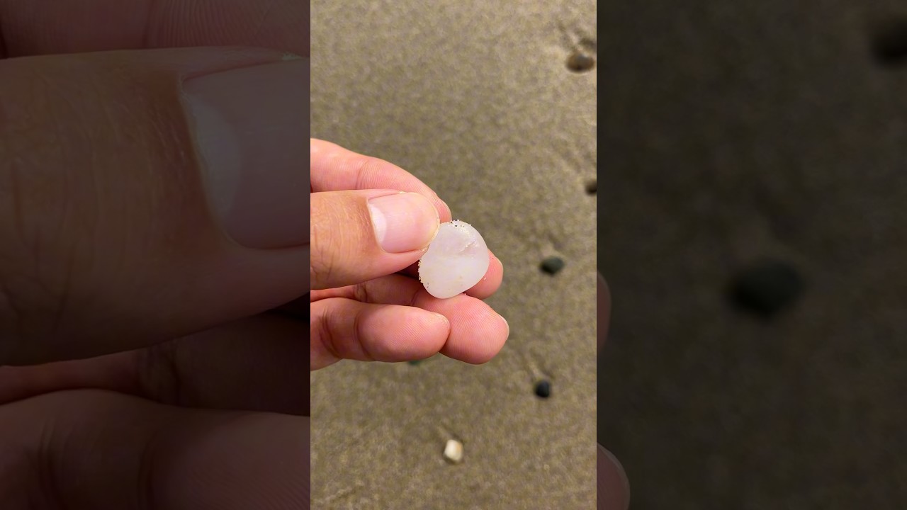 Whitest Pebbles Ever Found on Japanese Beach!🤍 #BeachTreasures #WhitePebbles