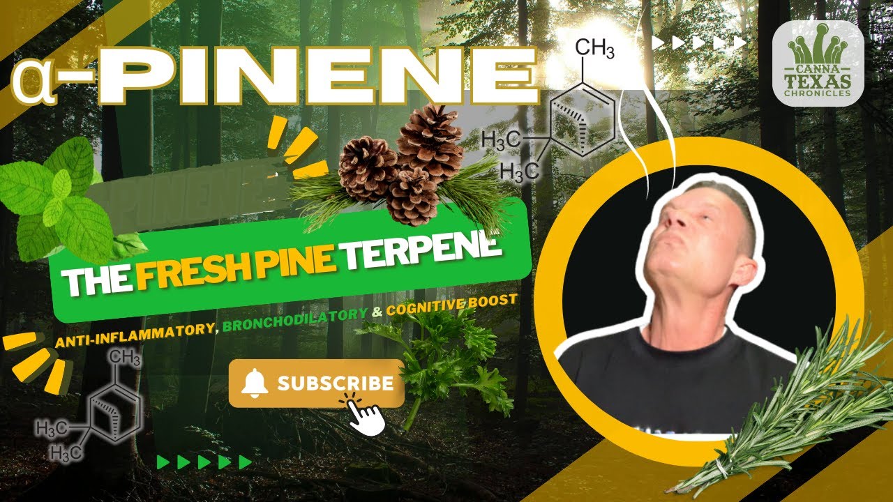 &alpha;-Pinene: The Fresh Pine Terpene | Inflammation Fighter & Cognitive Boost