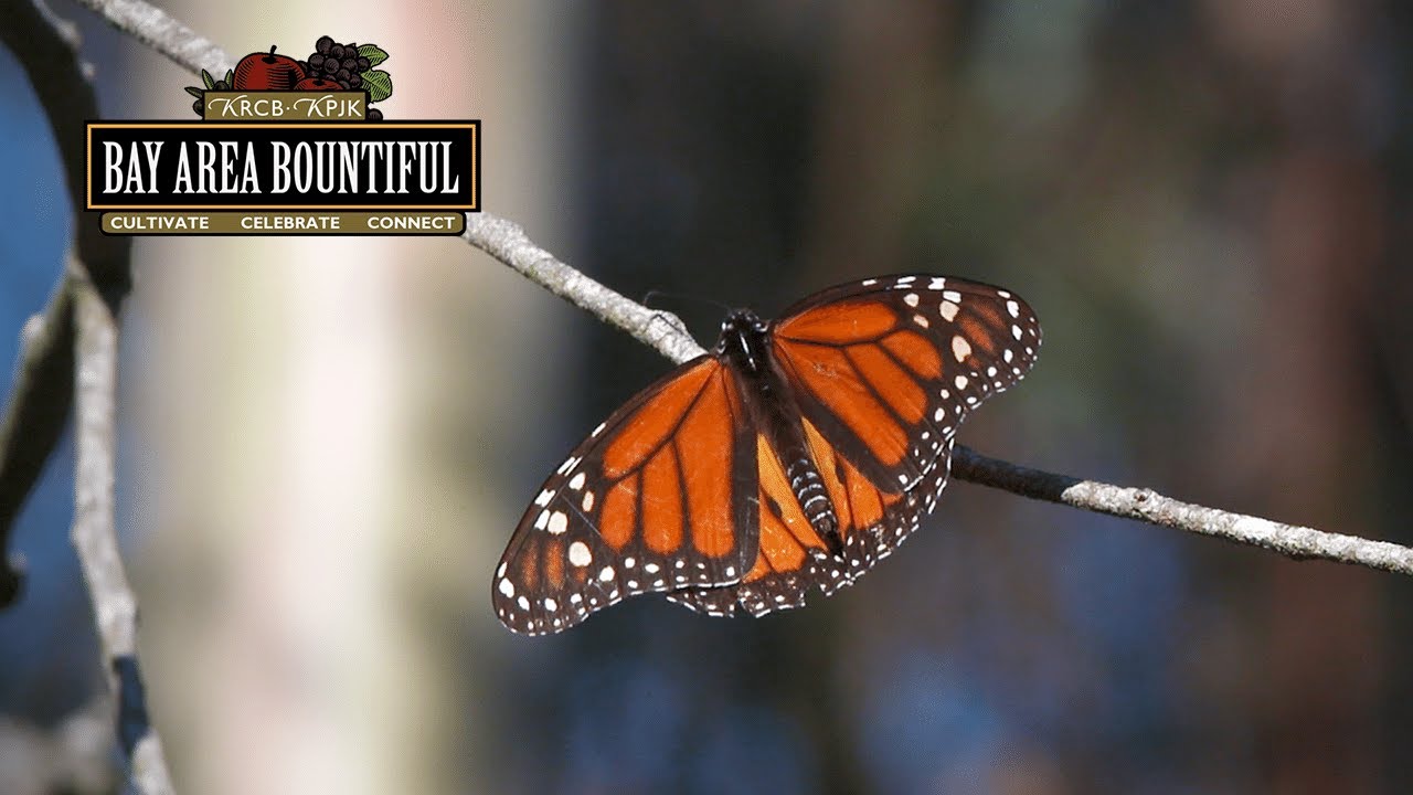 Western Monarch Butterflies Bounce Back from Verge of Extinction | Bay Area Bountiful