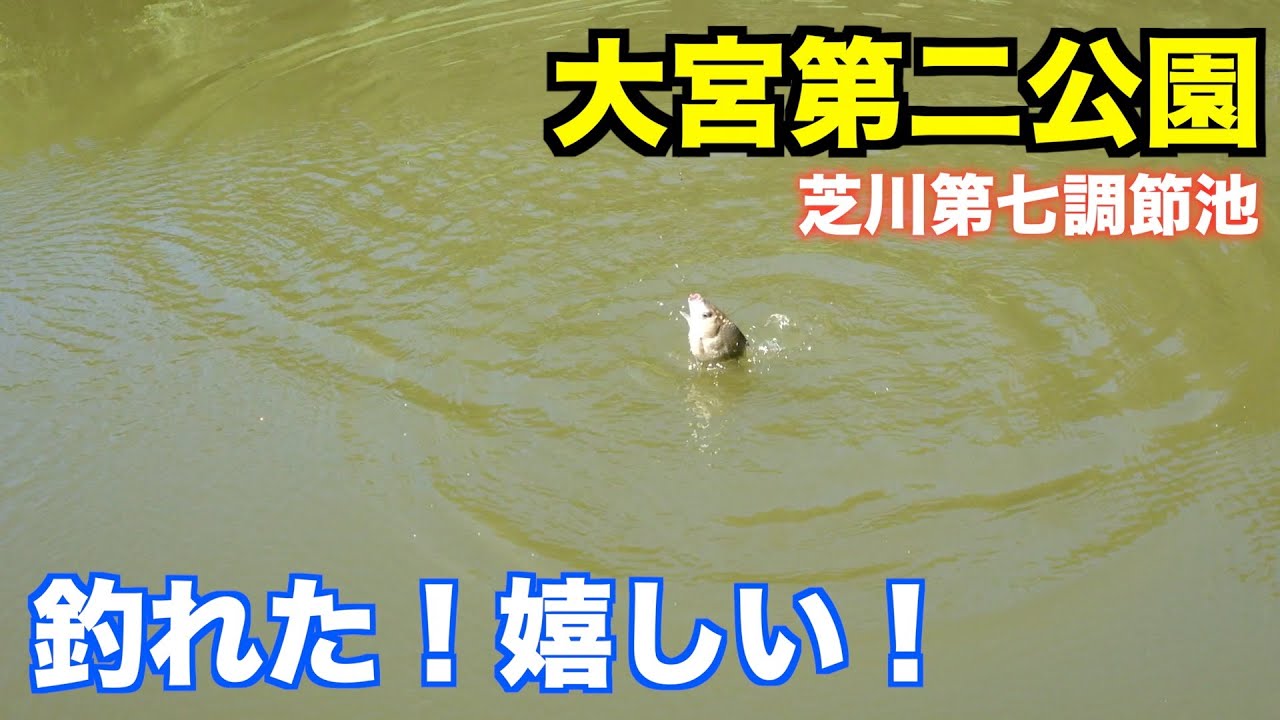 大宮第二公園  フナ釣り