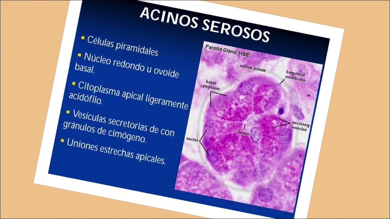 &Aacute;cidos Serosos, Mucosos y Mixtos