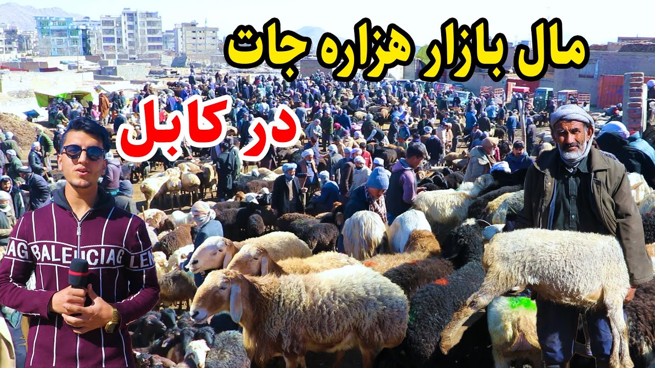 شهر کابل،نقاش کابل، بازار مال های هزاره گی  و قیمت گاو گوسفند در گزارش میلاد