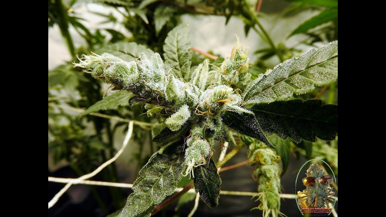 ANIMAL COOKIES DAY 56 FOXTAILING