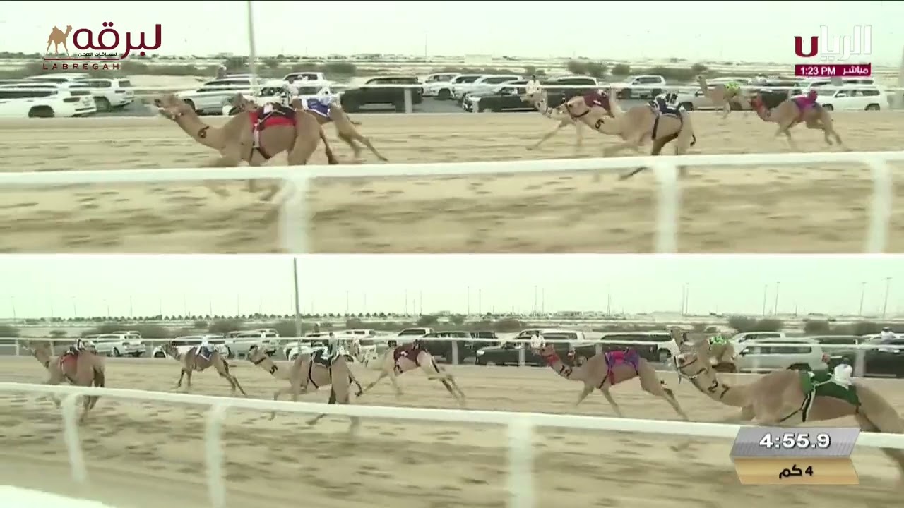 ش3 دله لـ طالب صالح طالب عقيل النابت (مهرجان سمو الأمير الوالد 13-02-2025م) حقايق بكار إنتاج 5:56:27