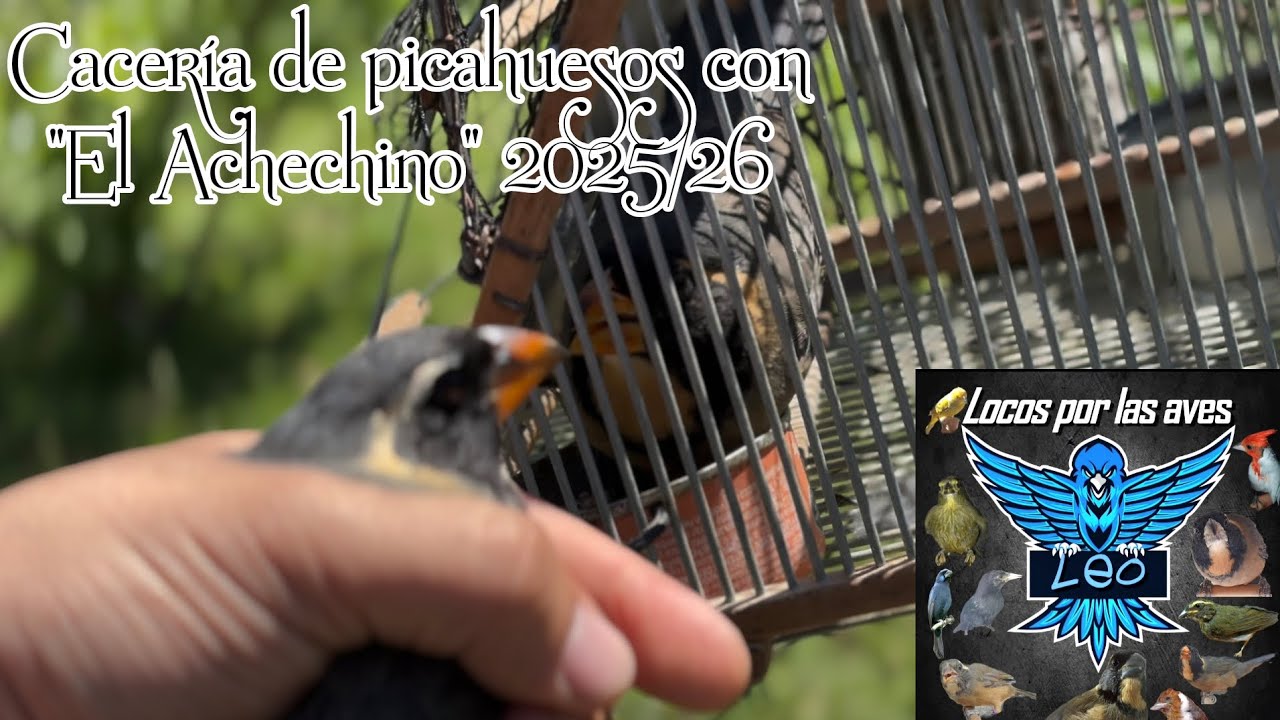 Cacería de picahuesos con “El Achechino” 2025/26