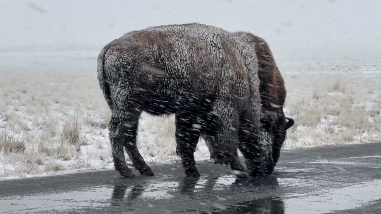 Buffalo drinking off the road Antelope Island Utah