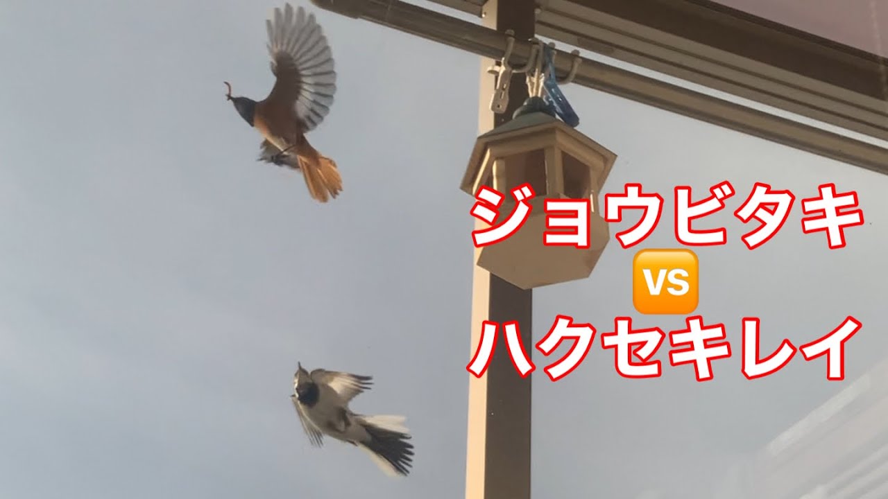 まるおの母　まるこの宿根草と低木の庭　2026 01 24 朝、雪が降っていなかった庭。ジョウビタキ🆚ハクセキレイの熾烈な戦い。チッチが何度も餌の催促をするようになりました🐦