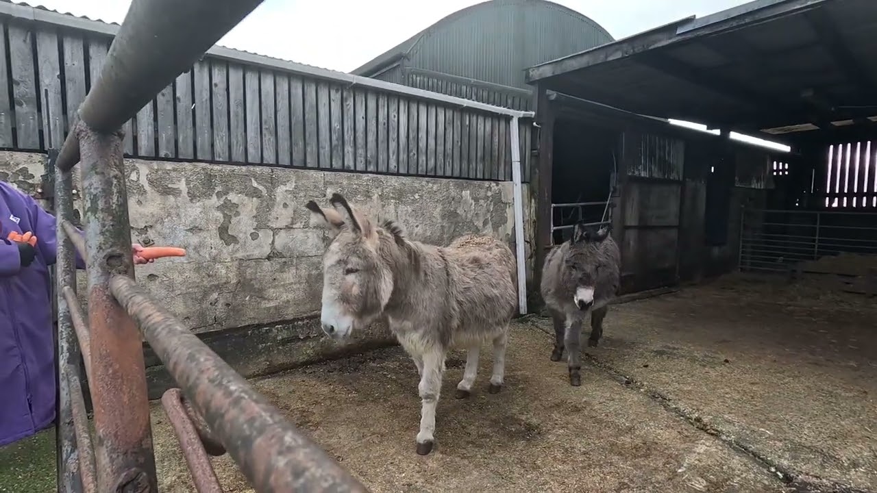 David and Ragley go to the cottage and the beech on Christmas Day 