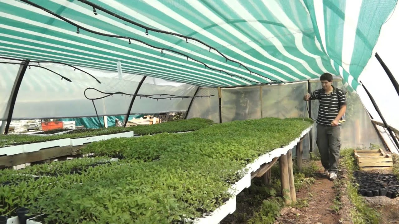 PRODEAR - Jóvenes Horticultores: Producción de plantines bajo cubierta