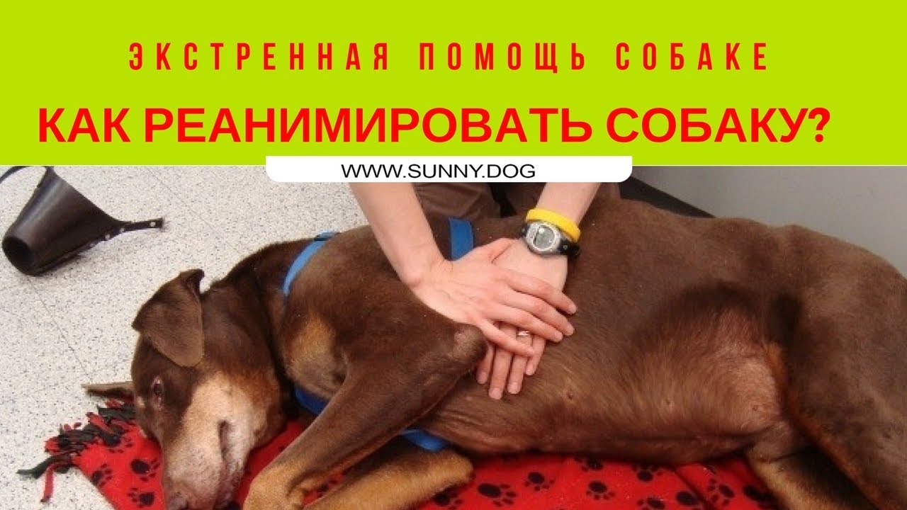 Экстренная помощь собаке. Как реанимировать собаку?