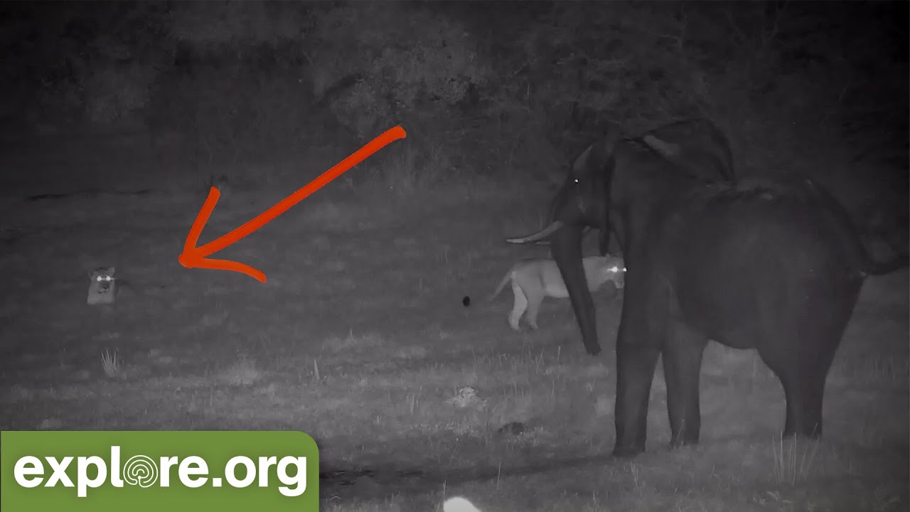 Wildlife Expert REACTS to LIONS STALKING ELEPHANT