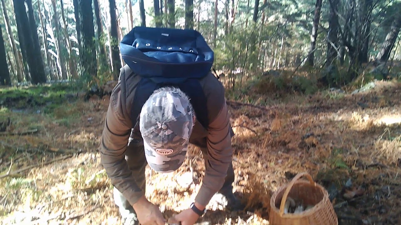 Recogiendo boletus Comunidad de Madrid, parte V