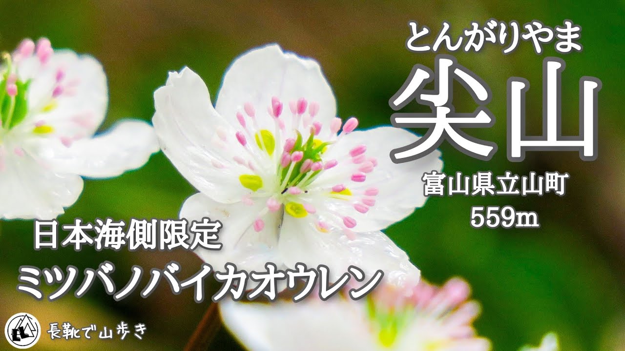 【ミツバノバイカオウレン】尖山(とんがりやま)　やっと来た春　富山県立山町　2025年4月5日
