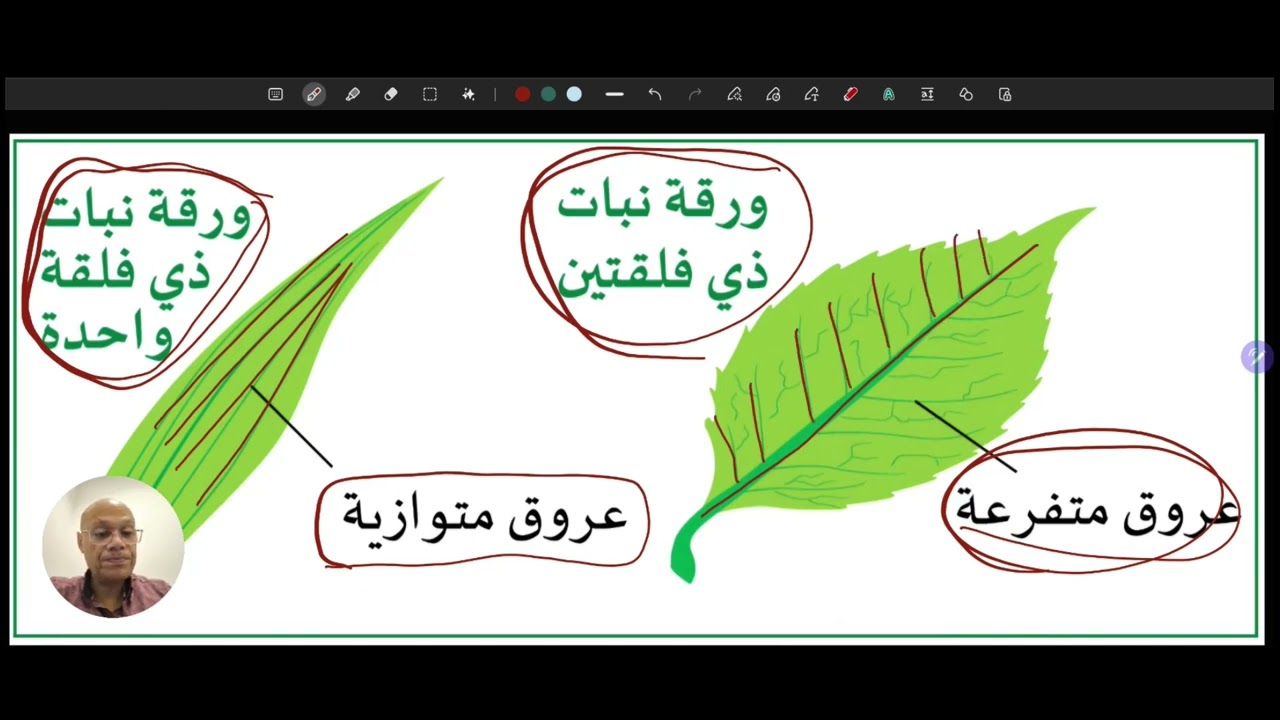 ذوات الفلقة والفلقتين مقارنة سريعة لكن مفيدة