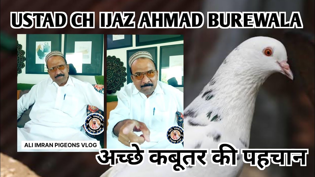 IK SHONK KABOOTAR BAAZI DA INTERVIEW|| USTAD CH IJAZ AHMAD|| अच्छे कबूतर की पहचान