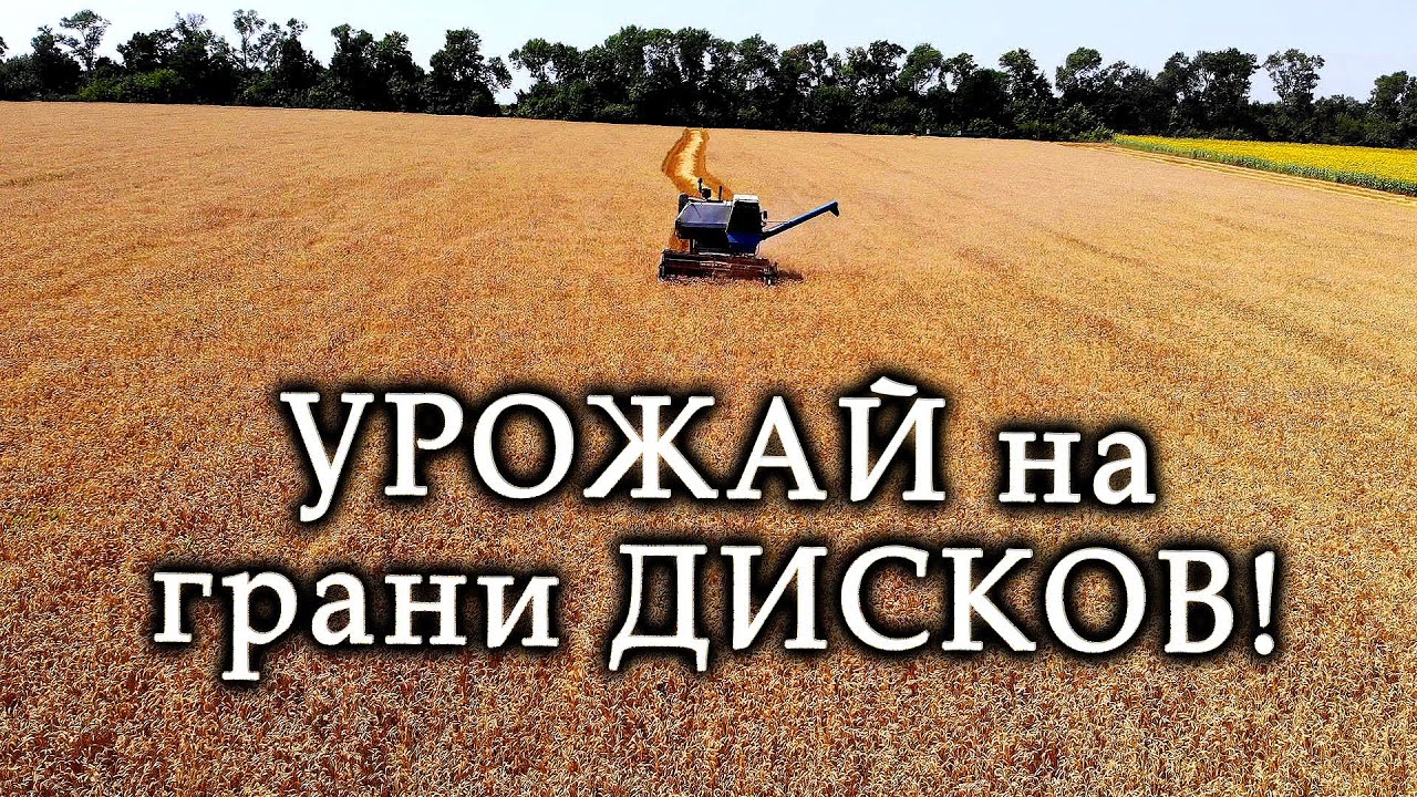 Уборка Вымерзлой пшеницы! Комбайн НИВА СК-5 . Специалисты ФАО были правы, год рекордных урожаев.