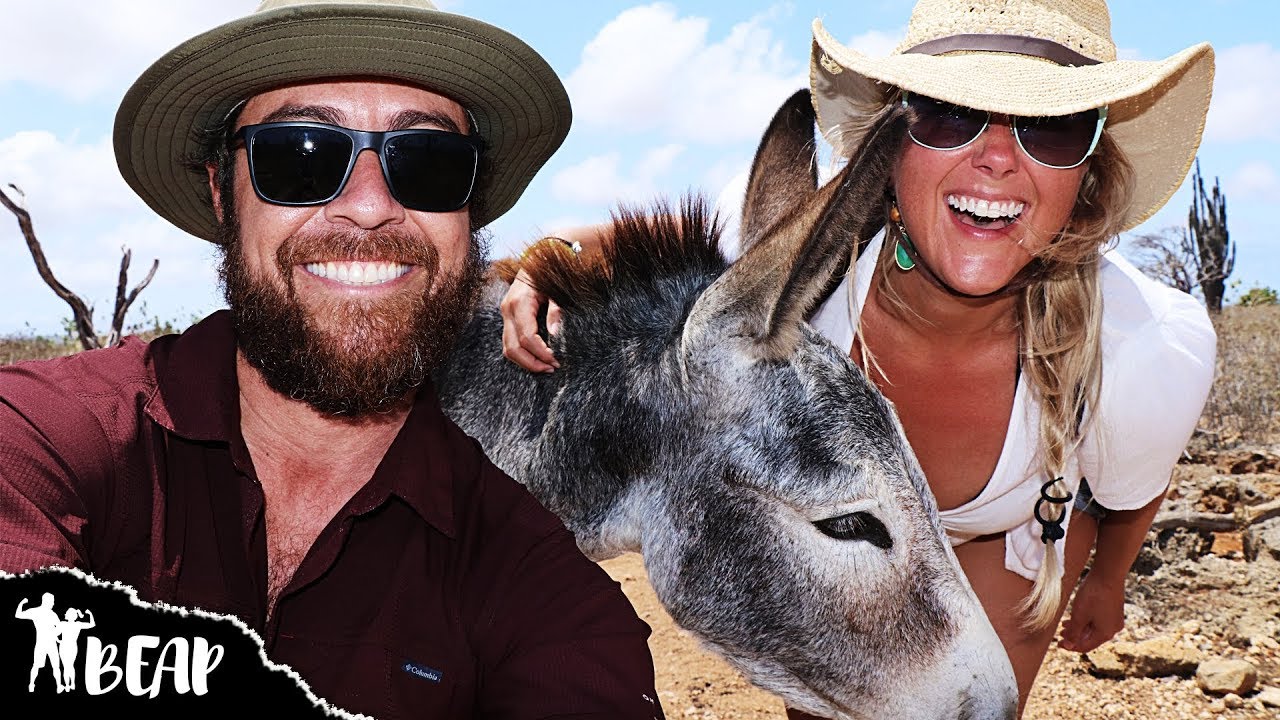 Meeting 700 Donkeys | Donkey Sanctuary Bonaire