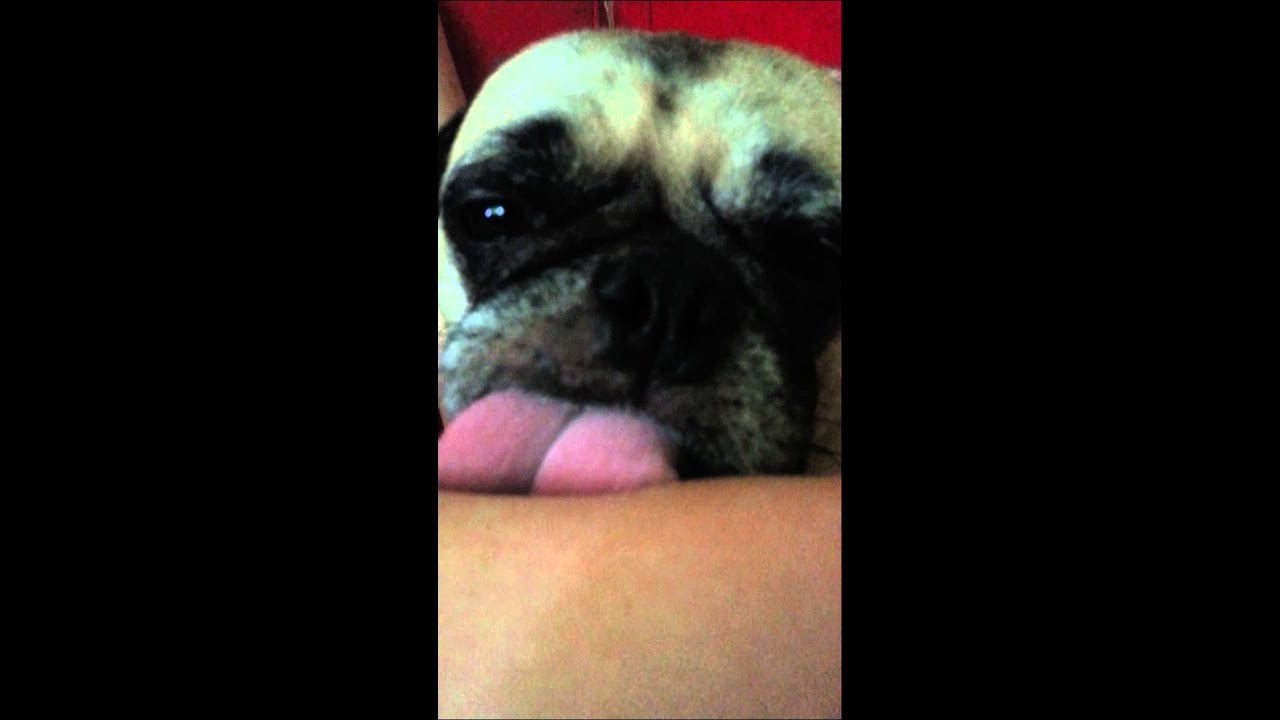 Teddy  Pug likes to lick