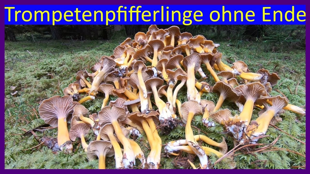 Trompetenpfifferlinge in Hülle und Fülle - Speisepilze sammeln - Korb voll Pfifferlinge