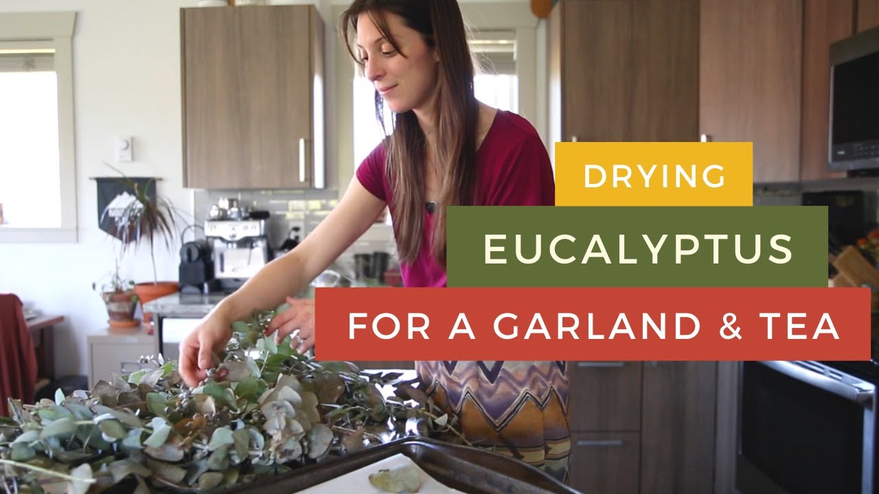 Eucalyptus Drying | Eucalyptus Tea | Dried Eucalyptus Leaves | Make a Eucalyptus Christmas Garland