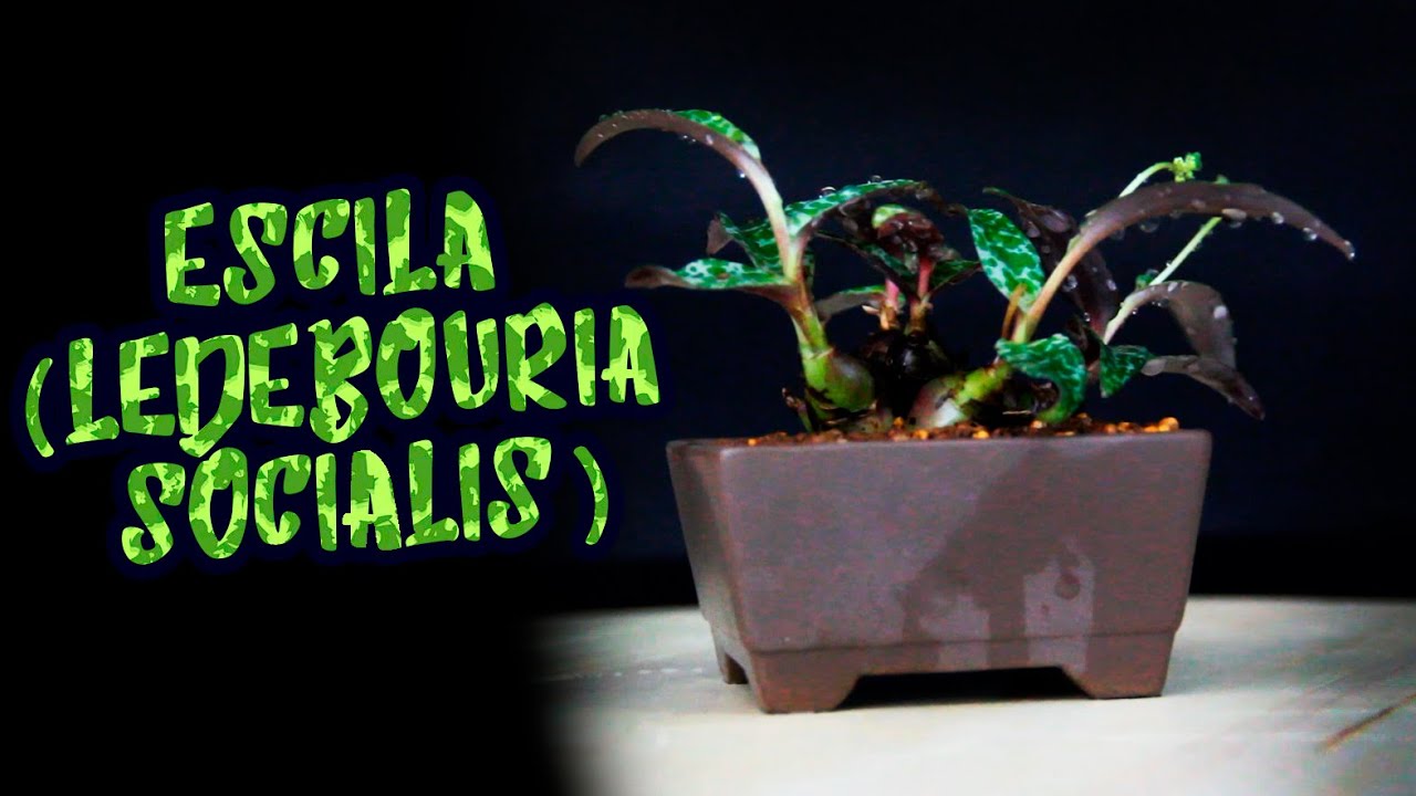 ESCILA (Ledebouria socialis) | Planta con piel de guepardo