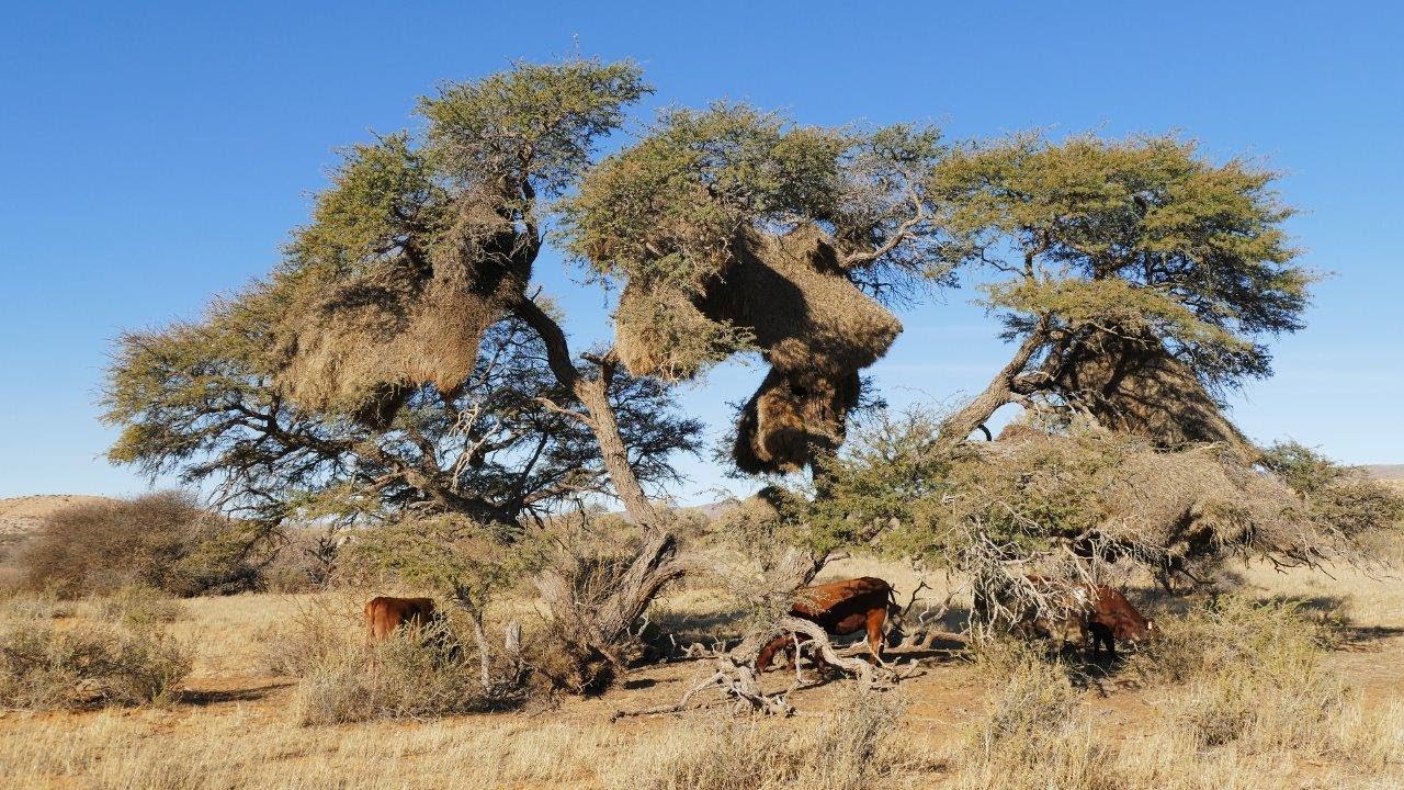Uitkoms Guest Farm - Agritourism Kalahari Northern Cape