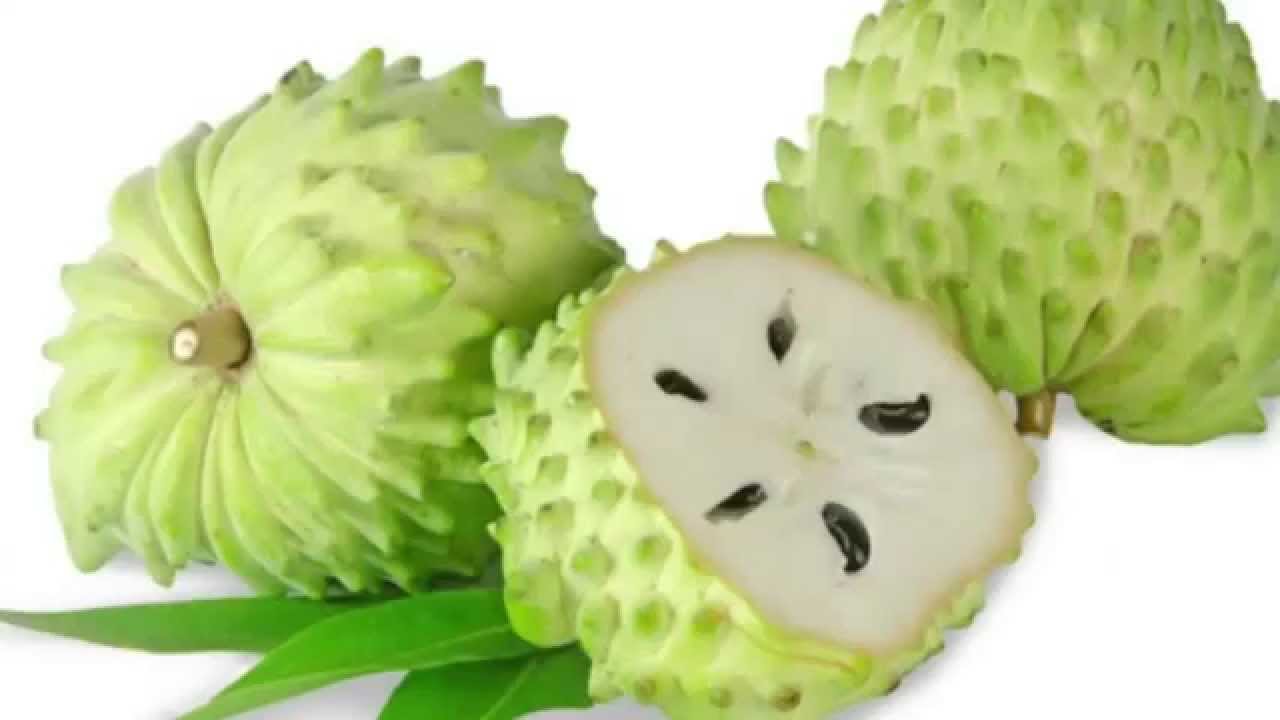 Processo do Plantio da Graviola Natural