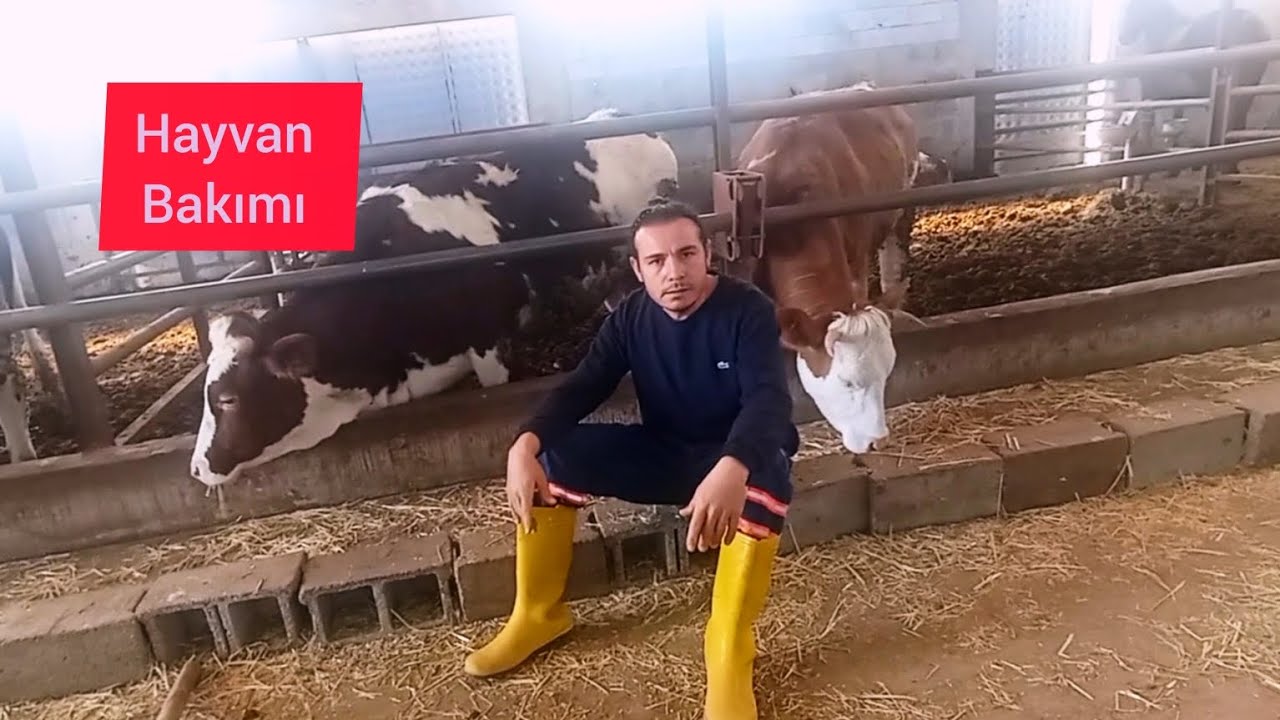 HAYVAN BAKIMI~GEBE DÜVEMİZ ÇOK AGRESİF