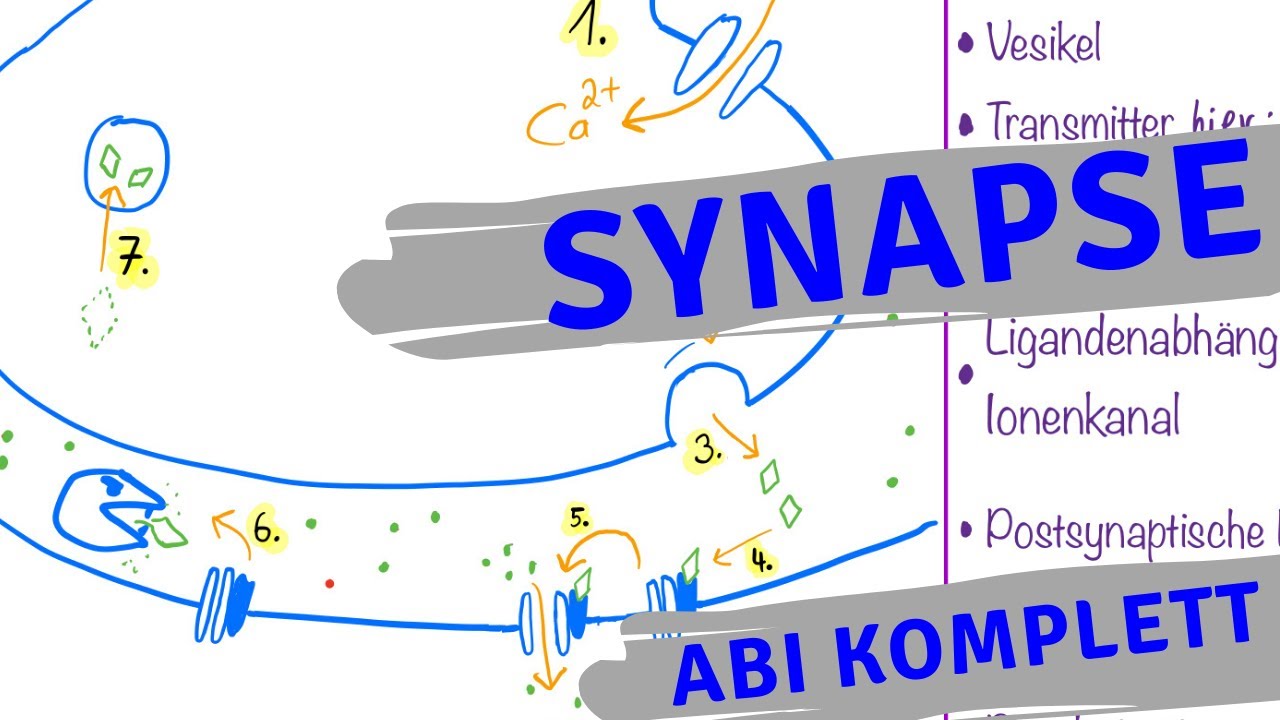Synapse Abi Komplett