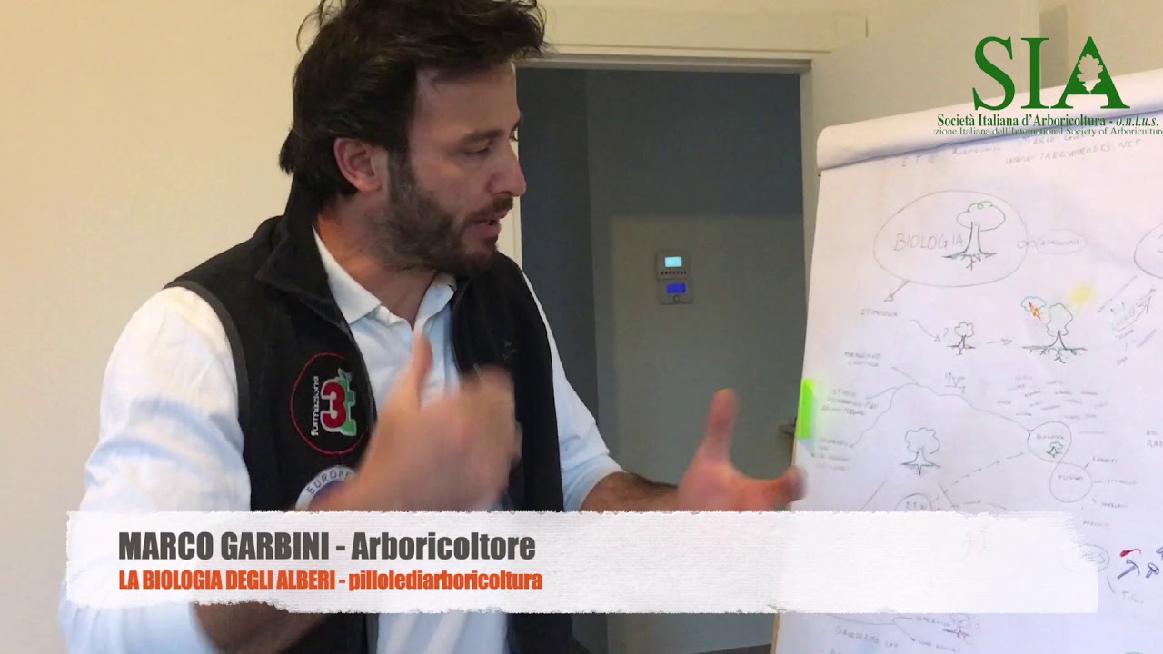 Biologia degli alberi - #pillolediarboricoltura n.21