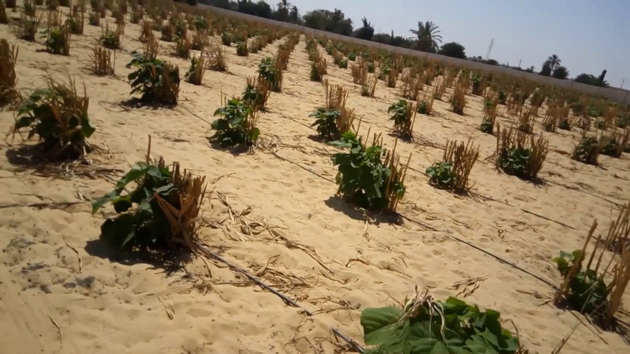 الطريقه الصحيحة لزراعة شجرة الباولونيا