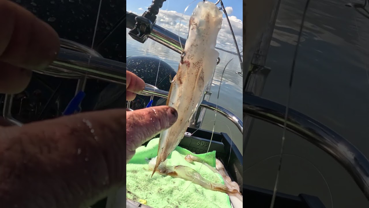 Elite Snapper Bait (And How to Use It!) 🎣🔥 187 hooks Reedy's Rigs