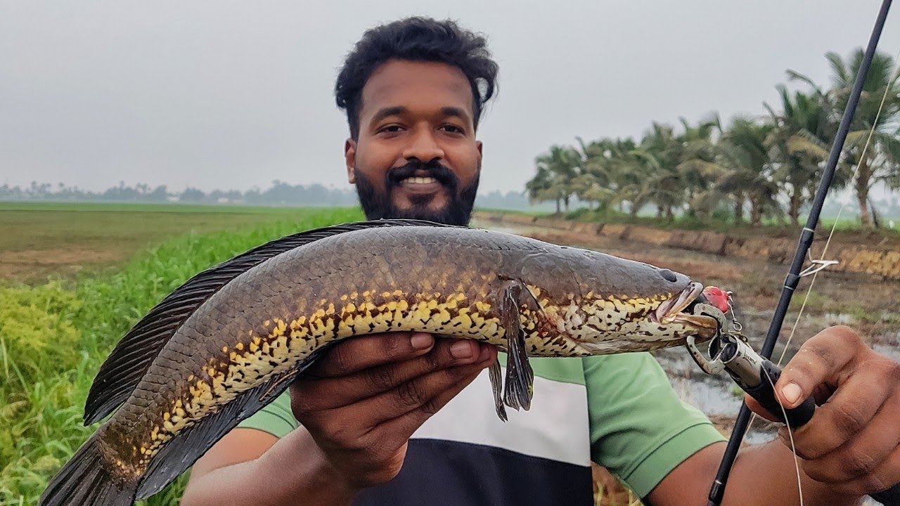 ഈ Frog നിങ്ങളുടെ കൈയ്യിലുണ്ടേൽ മീൻ അടിച്ചിരിക്കും | Snakehead Fishing Videos | Frog Lure