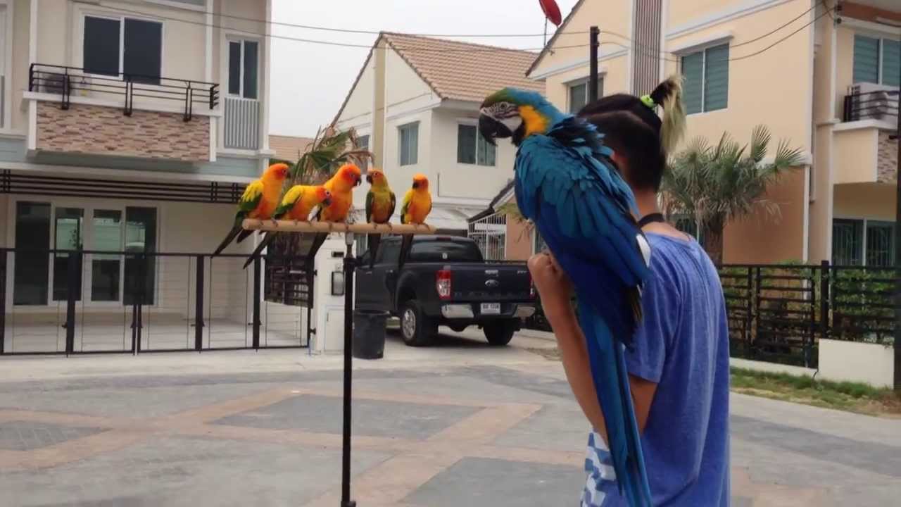 Macaw Blue&Gold and Sun Conure FreeFly ฝูงนกแก้วบินอิสระในหมู่บ้าน