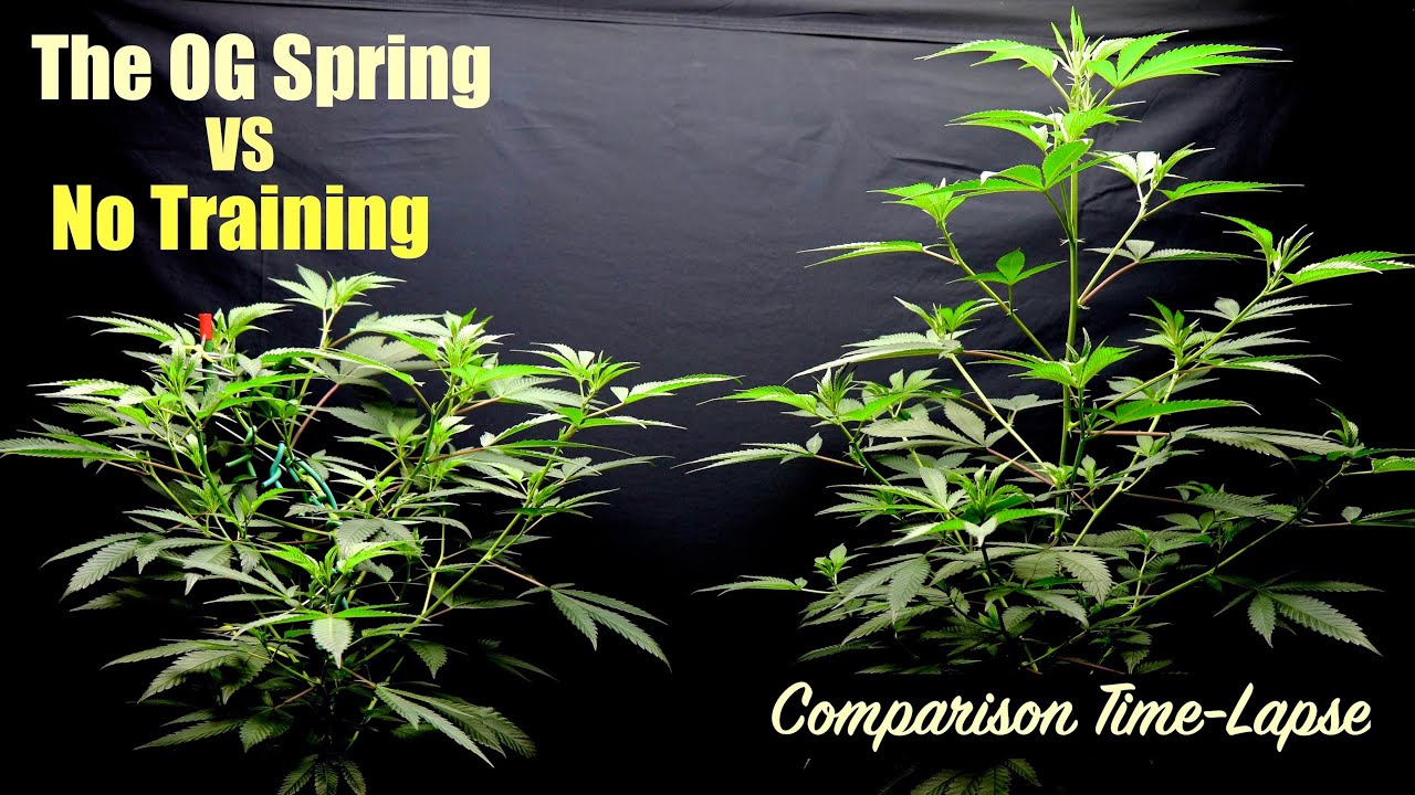 Training Comparison Time-Lapse | No Training vs The OG Spring