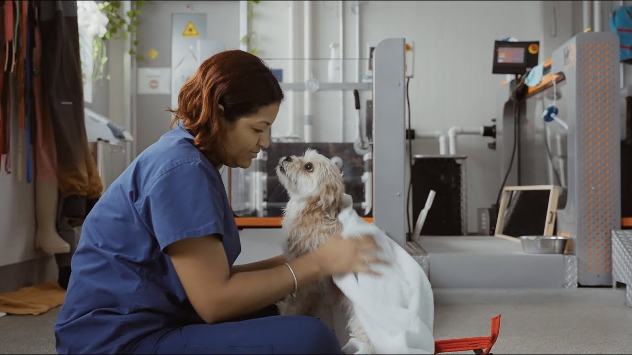The New Schwarzman Animal Medical Center | Making Animal Medicine Better