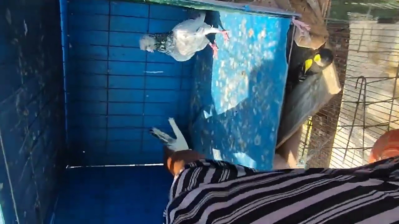 মাশাল্লাহ আলহামদুলিল্লাহ আমার উস্তাদ এর ইম্পোট করে আনা কুয়েতি উস্তাদ নাইমশফি থেকে। তাজভির ওয়ালা